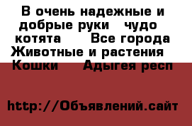 В очень надежные и добрые руки - чудо - котята!!! - Все города Животные и растения » Кошки   . Адыгея респ.